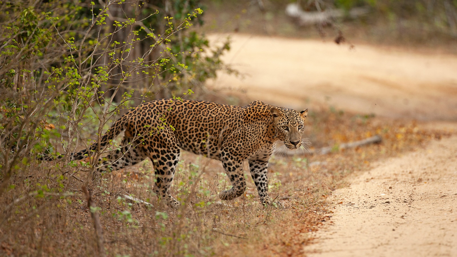 Yala National Park